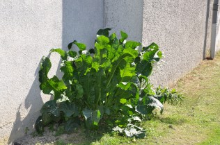 20278313539_c1a7eed5ef_o